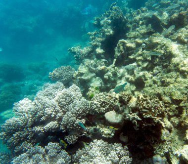 New Caledonia 'daki renkli mercan resifinin fotoğrafı.