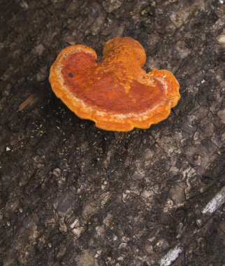 Ormandaki Pycnoporellus fulgens 'in yakın fotoğrafı