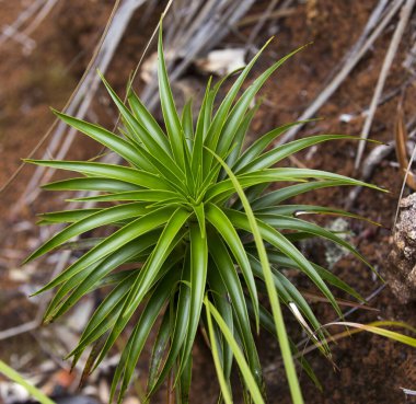 Tillandsia 'nın Yeni Kaledonya' daki bir fotoğrafı