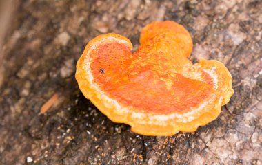 Ormandaki Pycnoporellus fulgens 'in yakın fotoğrafı