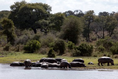 Güney Afrika 'da nehirdeki su aygırının fotoğrafı