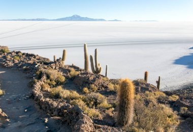 La isla del Pescado Uyuni, Bolivya manzarası