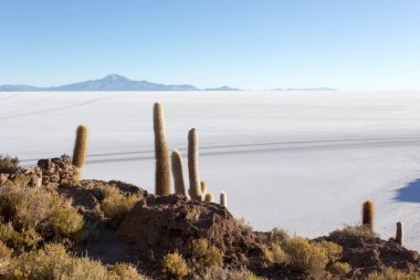 La isla del Pescado Uyuni, Bolivya manzarası