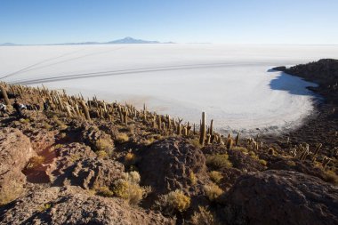 La isla del Pescado Uyuni, Bolivya manzarası