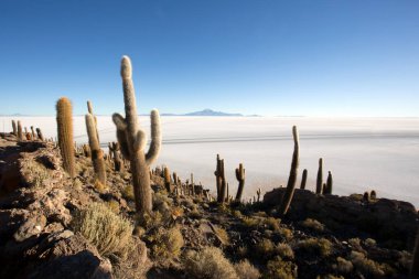 La isla del Pescado Uyuni, Bolivya manzarası
