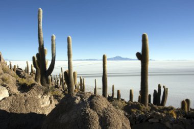 La isla del Pescado Uyuni, Bolivya manzarası