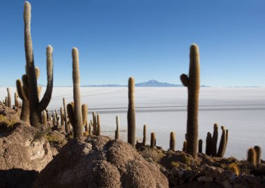 La isla del Pescado Uyuni, Bolivya manzarası