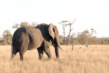 Güney Afrika, doğa parkında yalnız bir fil.