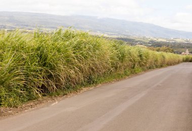 Fransa, La Reunion 'daki Sugarcane Field' in bir fotoğrafı.