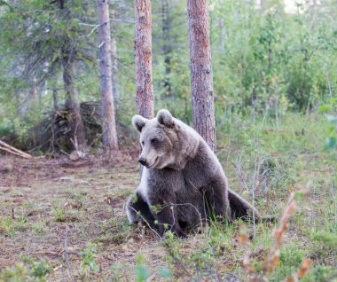 Finlandiya 'da kahverengi ayının fotoğrafı