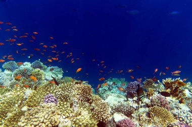 Mercan resifinde maskeli balon ve diğer balıklar