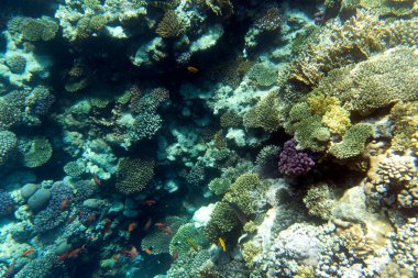 Mısır 'daki mercan resiflerinin manzara fotoğrafı.
