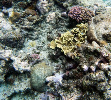 New Caledonia 'daki mercan resifinin güzel bir fotoğrafı.