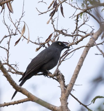 Yeni Kaledonya 'daki Yeni Kaledonya kargasının yakın bir fotoğrafı