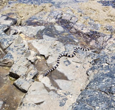 A photo of  yellow-lipped sea krait in New Caledonia clipart