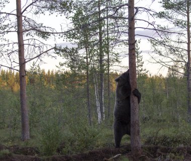 Finlandiya 'da kahverengi ayı fotoğrafı