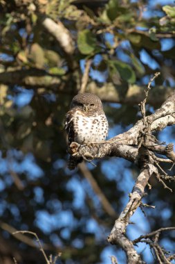 A photo of African barred owlet in Southafrica clipart