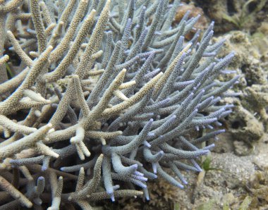 Yeni Kaledonya 'daki akropora mercanlarının yakın fotoğrafı
