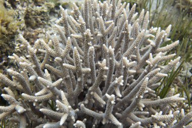 Yeni Kaledonya 'daki akropora mercanlarının yakın fotoğrafı