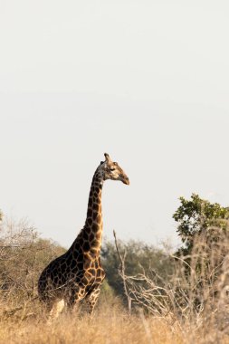 Güney Afrika 'da zürafa fotoğrafı.