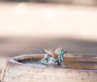 Close photo of blue waxbill bird in Southafrica clipart