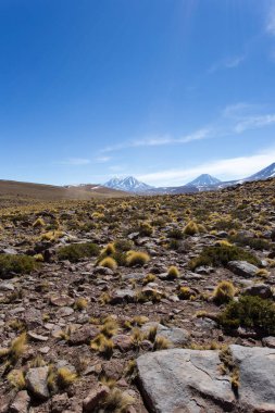 Fotoğraf: Andean manzarası Miscanti Ulusal Parkı, Şili