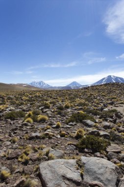 Fotoğraf: Andean manzarası Miscanti Ulusal Parkı, Şili