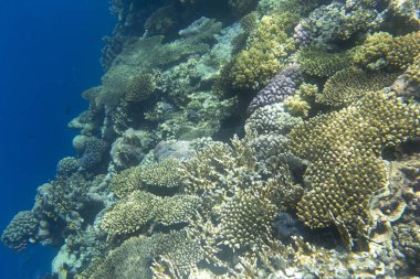 Mısır 'daki mercan resifinin güzel bir fotoğrafı.