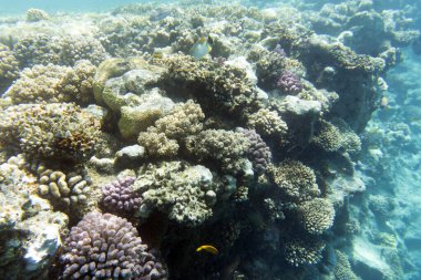 Mısır 'daki mercan resifinin güzel bir fotoğrafı.