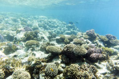 Mısır 'daki mercan resifinin güzel bir fotoğrafı.