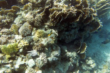 Mısır 'daki mercan resifinin güzel bir fotoğrafı.