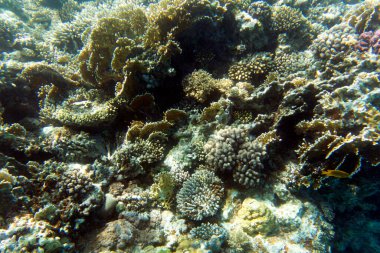 Mısır 'daki mercan resifinin güzel bir fotoğrafı.