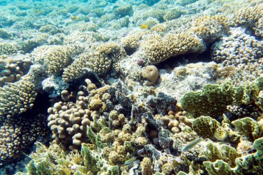 Mısır 'daki mercan resifinin güzel bir fotoğrafı.