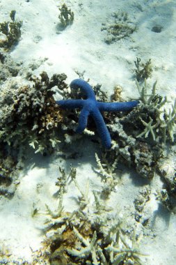 A photo of blue seastar in New Caledonia clipart