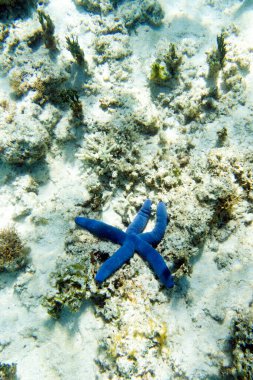 A photo of blue seastar in New Caledonia clipart