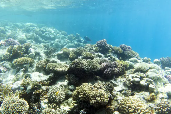 Mısır 'daki mercan resifinin güzel bir fotoğrafı.