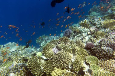 Sharm El Sheik 'teki mercan resifinin görüntüsü