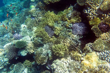 Sharm El Sheik 'teki mercan resifinin görüntüsü