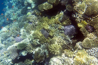 Sharm El Sheik 'teki mercan resifinin görüntüsü