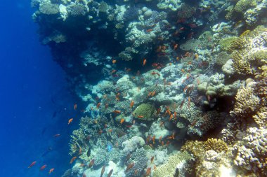 Sharm El Sheik 'teki mercan resifinin görüntüsü