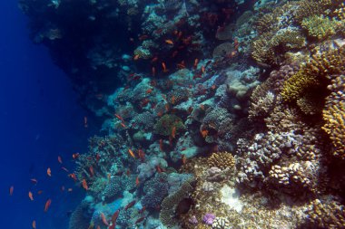 Sharm El Sheik 'teki mercan resifinin görüntüsü