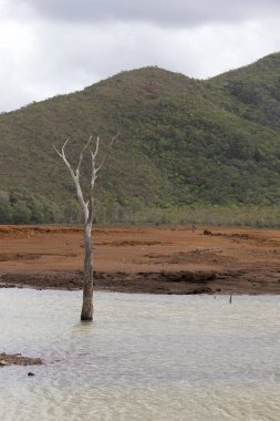 Landscape of Blue River Provincial Park in New Caledonia clipart