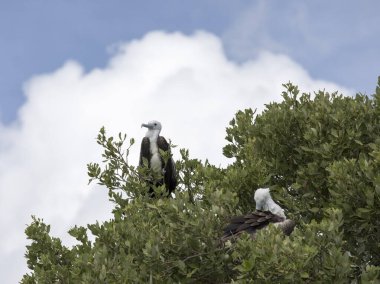 Meksika 'daki Frigatebird' lerin fotoğrafı.