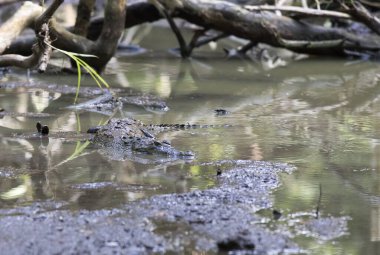 View of Morelet crocodile in Mexico clipart