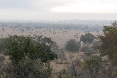 A nice landscape in Kruger national park, South Africa clipart