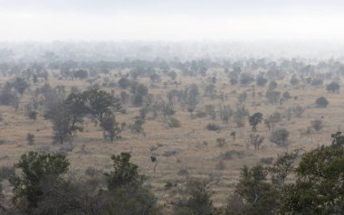 Kruger Ulusal Parkı 'nda güzel bir manzara, Güney Afrika