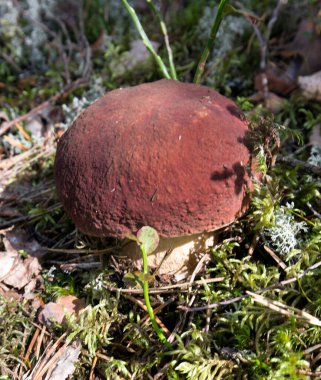 Finlandiya 'da Boletus mantarının yakın bir fotoğrafı
