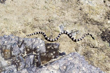 Close photo of New Caledonian sea krait at sea clipart