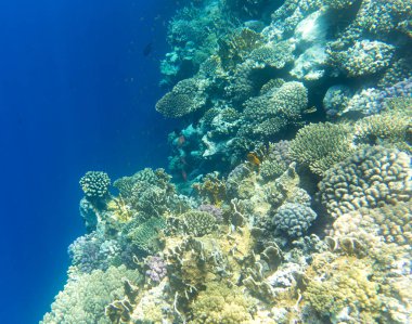 Mısır 'daki Sharm El Sheik mercan resifinin fotoğrafı