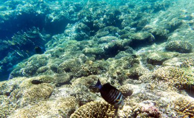 Mısır 'daki Sharm El Sheik mercan resifinin fotoğrafı